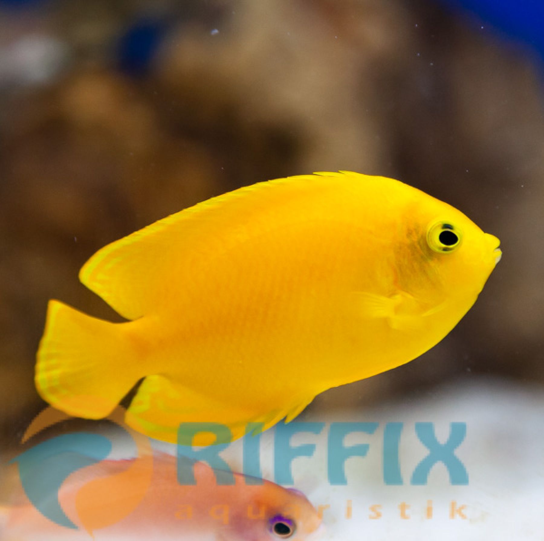 Centropyge heraldi Heralds Zwergkaiserfisch (Paar)
